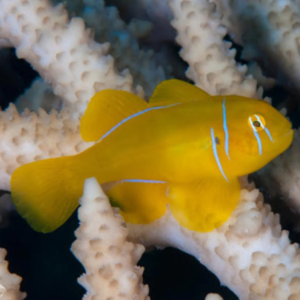 Gobiodon citrinus