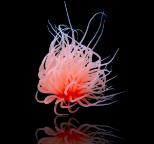 Cerianthus membranaceus orange