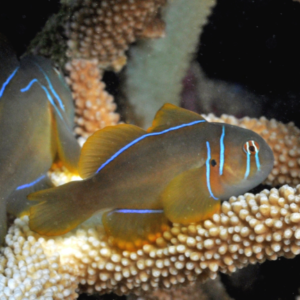 Gobiodon citrinus - black