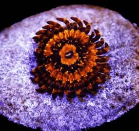 Zoanthus gold maul - 3-4 polipi, GRADO A