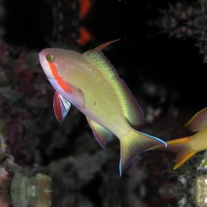 Pseudanthias hutchi