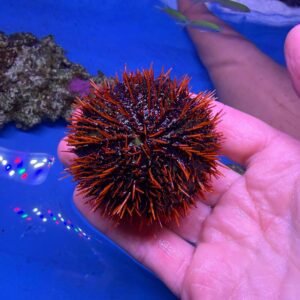 Tripneustes gratilla - red devil