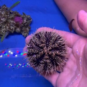 Tripneustes gratilla - white black