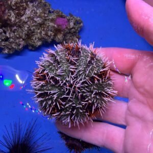 Tripneustes gratilla - green white