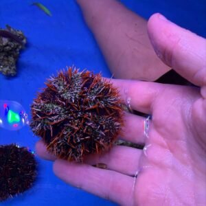 Tripneustes gratilla - green red