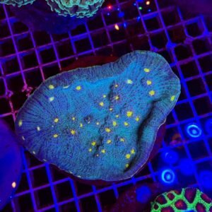 Mycedium blue - colonia madre - WYSIWYG