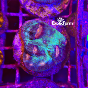 Echinophyllia, "Chalice Coral"