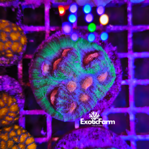 Echinophyllia, Chalice Coral "Green Black"