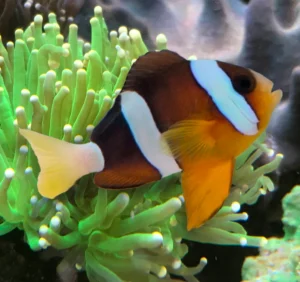 Amphiprion sebae – di allevamento