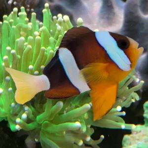 Amphiprion sebae – di allevamento
