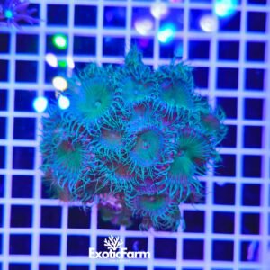 Palythoa "green eyelash" - large