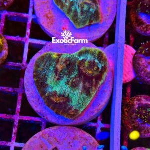 Echinophyllia, "Chalice Coral"