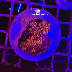 Echinophyllia, "flamingo dorito"