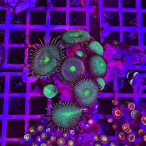 Palythoa "green black" - medium