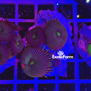 Palythoa "black stripe" - small