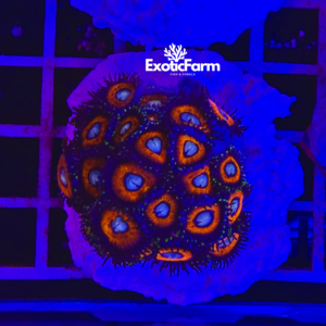 Zoanthus Johnny pumpkin - medium, GRADO A