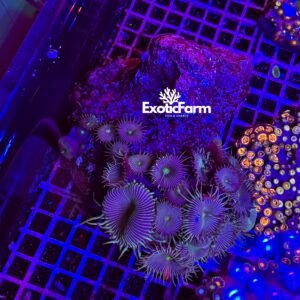 Palythoa "black stripe" - extralarge 10-13 cm