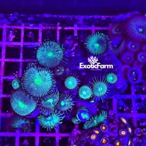 Palythoa "green black" - large