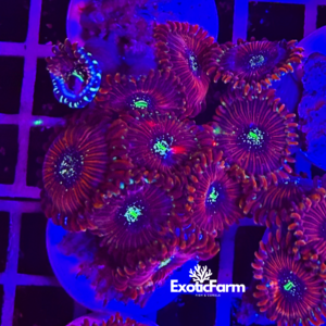 Zoanthus magicians - small, GRADO A+