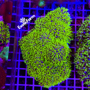 Clavularia viridis - colonia madre