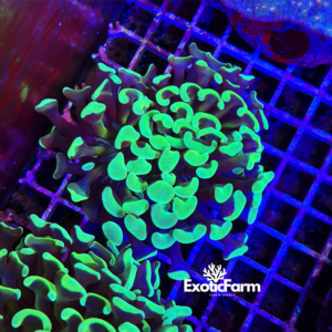 Euphyllia ancora "green reset"
