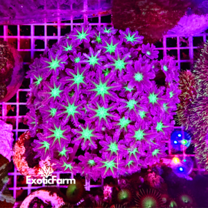 Anthelia papaya, colonia madre