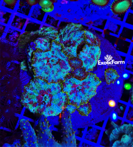 Discosoma plutonium - Colonia madre 12-15 polipi