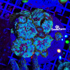 Discosoma plutonium - Colonia madre 12-15 polipi