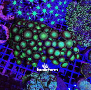 Palythoa "green" - colonia madre