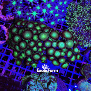 Palythoa "green" - colonia madre