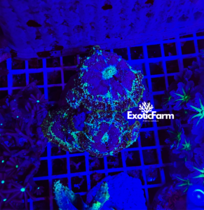Discosoma "segment" - Colonia madre 5-6 polipi