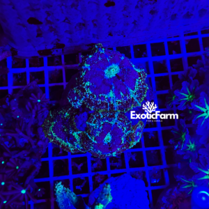 Discosoma "segment" - Colonia madre 5-6 polipi