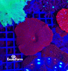 Discosoma chilli pepper