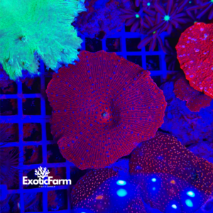 Discosoma chilli pepper