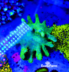 Lobophytum green - taglia XL