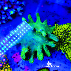 Lobophytum green - taglia XL