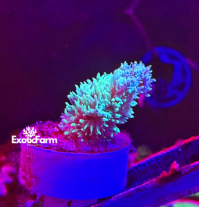 Hydnophora green - small