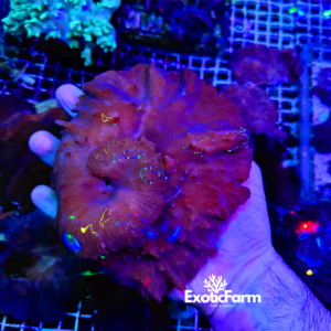 Sinularia dura pink - taglia XXL - circa 20 cm