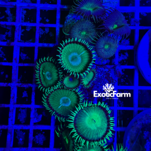 Palythoa "halo" - small