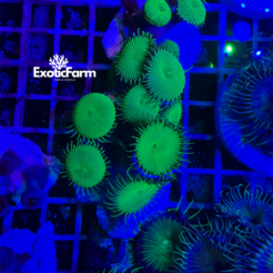 Palythoa "green toxic" - small