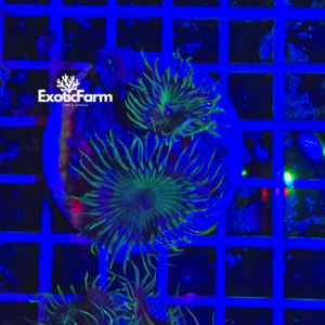 Palythoa "eyelash" - small