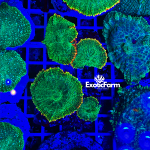 Rhodactis Solar green sun - 2 polipi