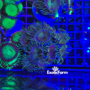 Palythoa "eyelash" - medium