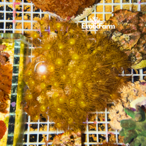 Parazoanthus axinellae - extralarge