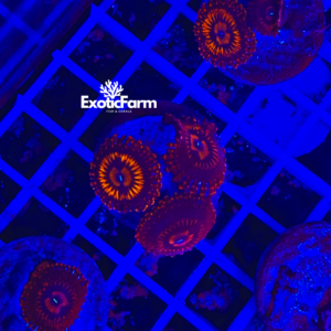 Zoanthus Balrog - small, GRADO A - RARISSIMI