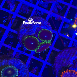 Zoanthus joker - small, GRADO A