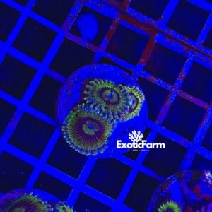 Zoanthus stratocaster - small, GRADO A