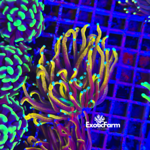 Euphyllia glabrescens "holy grail"