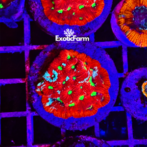 Favites pentagona, "galaxy red"