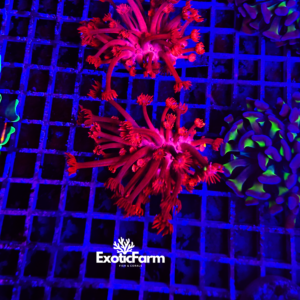 Goniopora ultra red - large